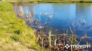 У меня во дворе в пруду уже год живут черепахи .Красноухая черепаха