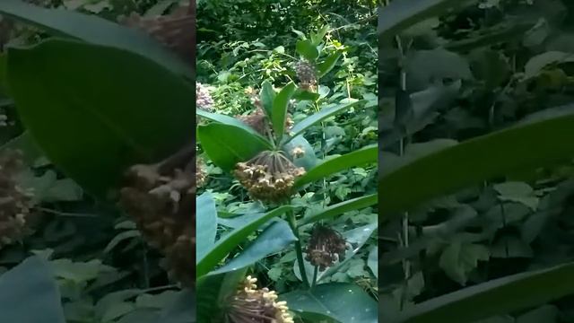 ваточник сирийский, медонос #медонос смотреть онлайн