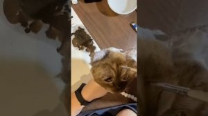 Тонировка игрушки из искусственного меха