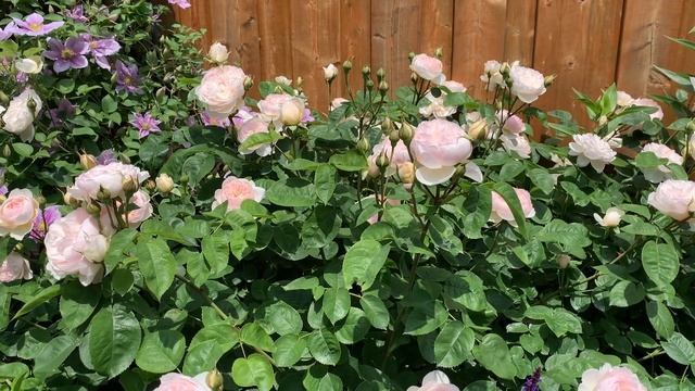 Tracy’s Relaxing Garden Tour // David Austin Roses, Clematis + More with Plant Names - Mid June 202 смотреть онлайн