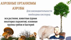 Л.17 | АССИМИЛЯЦИЯ И ДИССИМИЛЯЦИЯ | ОБЩАЯ БИОЛОГИЯ ЕГЭ