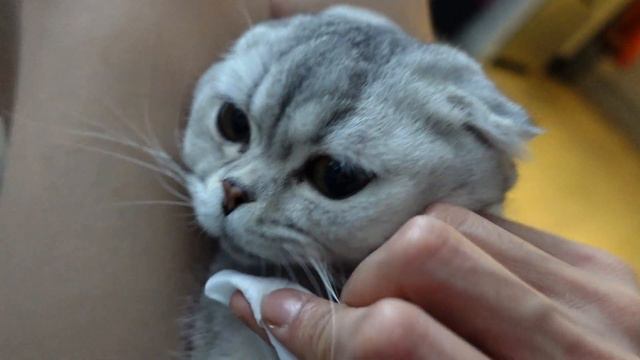 Cat Has Chin Acne! I Had No Idea It Was A Thing смотреть онлайн