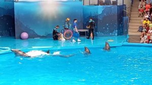 Дельфинарий Сочи Парк