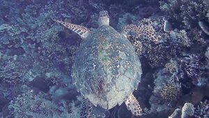 #дайвинг Underwater world - Дайвинг