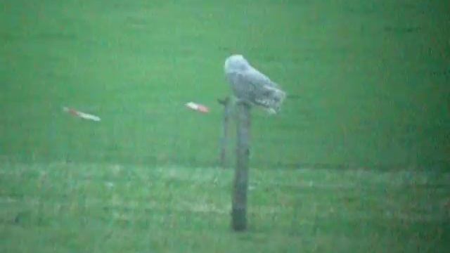 Sneeuwuil - Bubo scandiacus смотреть онлайн