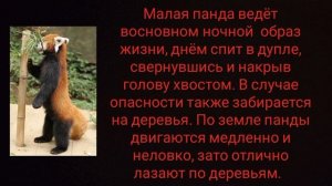 Доклад на тему животные Красной книги. Окружающий мир.