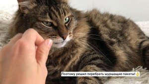 Прикол! Дергаю кота за усы