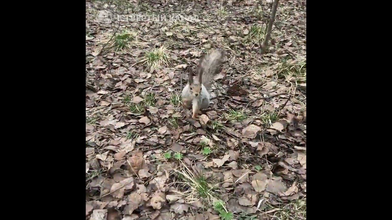 В одном из парков Верхней Пышмы уже распустились весенние цветы  Вы только посмотрите, как красиво