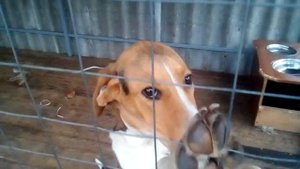 Ума . Порода Русская Пегая гончая (РПГ)