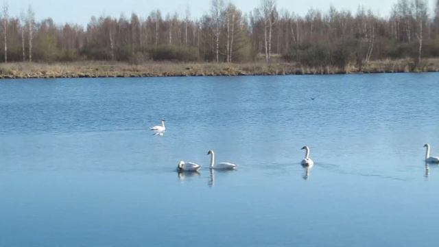 Белые лебеди плавают в озере смотреть онлайн
