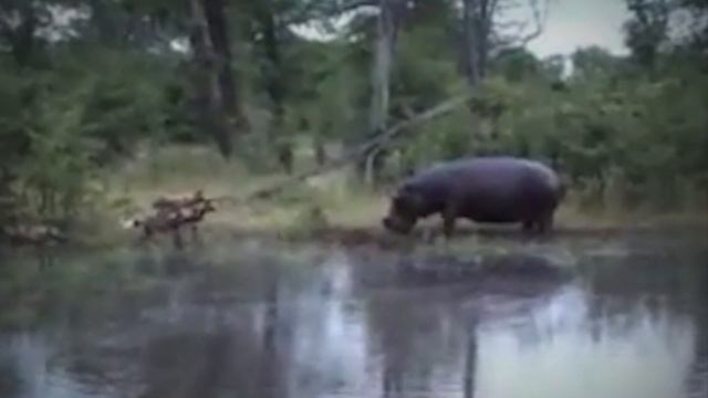 The Wildlife Of Amazing Ruthless Hunters In Africa смотреть онлайн