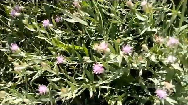 Василек луговой - сорняк, но хороший медонос и лекарственное растение. 矢车菊是一种杂草，但却是一种很好的蜂蜜植物和药用植物。 смотреть онлайн