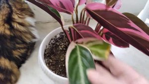 Калатея строманта триколор