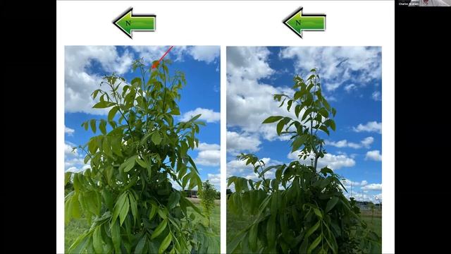 OSU Extension: Pecan Topics for June 2021 смотреть онлайн