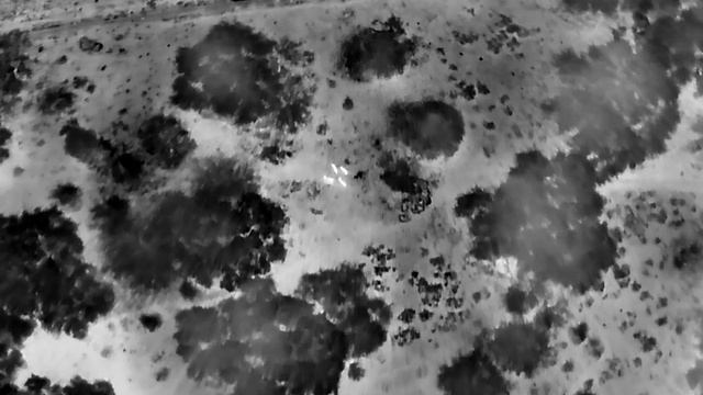 Hogs with Mavic 3T смотреть онлайн