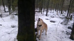 Проверка капканов на куницу! Куница в КА-2!