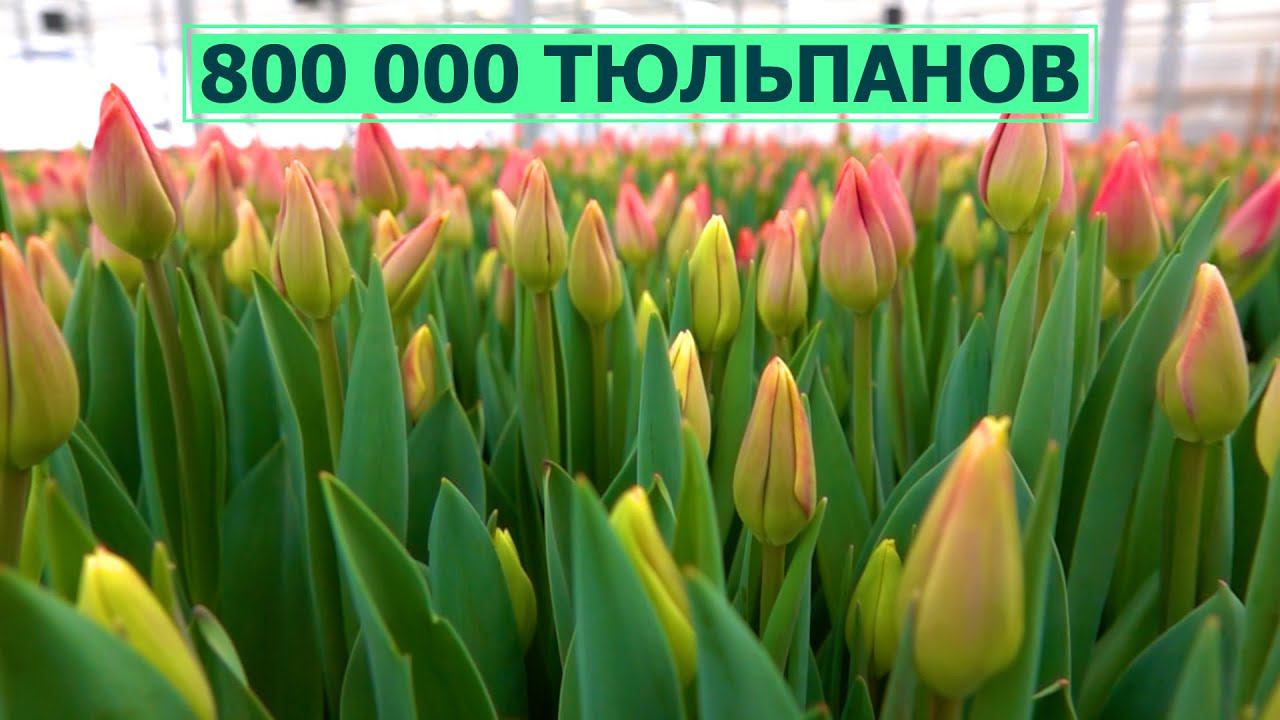 Почти 800 тысяч тюльпанов вырастят на Сахалине к 8 марта