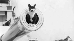 Кот счастливчик. непотопляемый Сэм. Кот, который выжил.