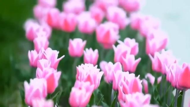 Dushanbe / Душанбе Abdullo Media '2014 #1 HD смотреть онлайн