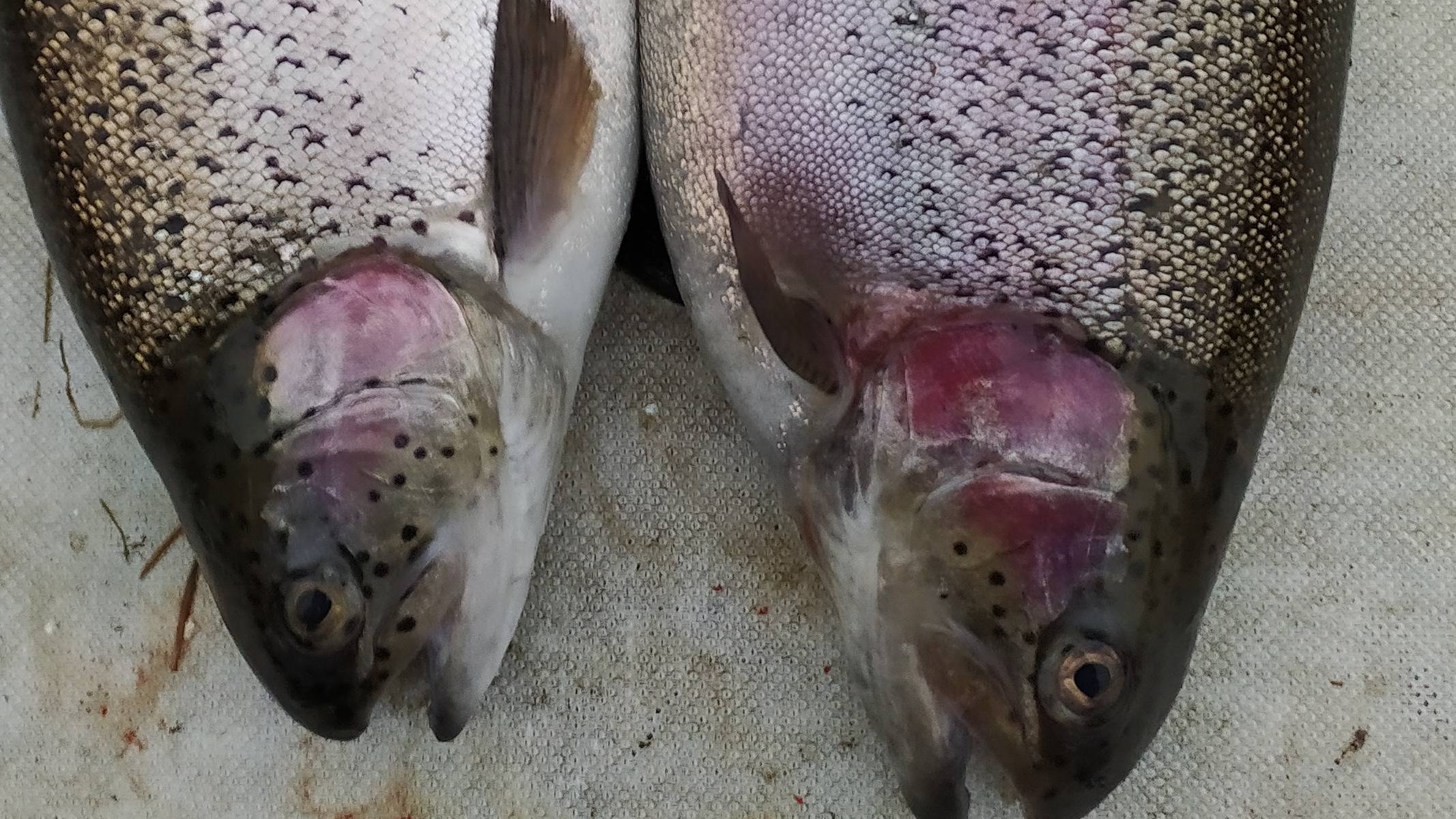 Мисайлово Trout.  Форель под занавес мая.mp4