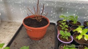 Осенние черенки крупнолистной гортензии