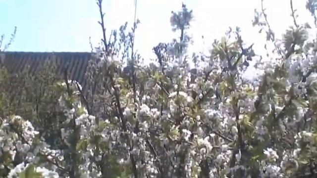 Цветёт черешня Дрогана жёлтая 28 апреля смотреть онлайн