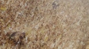 DEVZIRA GURUCHDAN ZAKAZ OSH КАК ГАТОВЫТ ПЛОВ ДЕВЗИРА