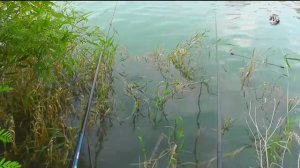 Характерные ПОКЛЕВКИ ЧЕРЕПАХ. Поплавочная удочка. Поклевки Черепахи . Рыбалка