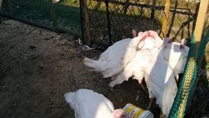 13 сентября 2019г. ИНДЮКИ ДЕРУТСЯ что делать