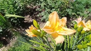 обзор лилейников в моем саду по сортам.