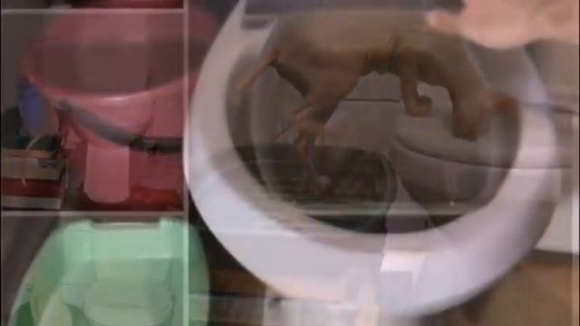 Как приучить кошку к унитазу. Ошибки смотреть онлайн