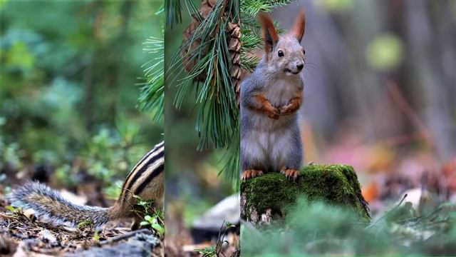 ✔ *Важно~Срочно* «ЭКСТРЕННОЕ послание ЗЕМЛЯНАМ !» смотреть онлайн