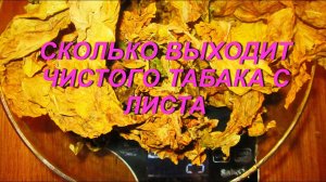 ДНЕВНИК ТАБАКОВОДА № 37 ( 29.07. Сколько выходит готового продукта с сырого листа  ) ТАБАК