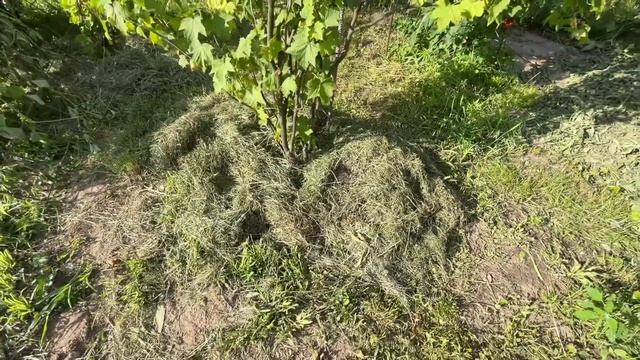 КРАСНАЯ СМОРОДИНА ВЫРАЩИВАНИЕ И УХОД #краснаясмородина #смородина #ягодысмородины #дача
