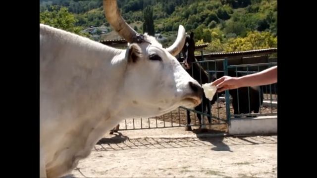 Ферма "Чудо Ослик" с.Залесное, Крым смотреть онлайн