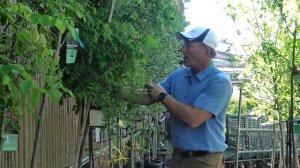 May Companion Plants - Purple Robe Locust Tree