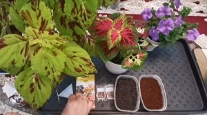 Посев колеуса на рассаду ?