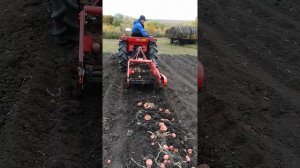 Супер техника. Уборка картофеля японским мини трактором.