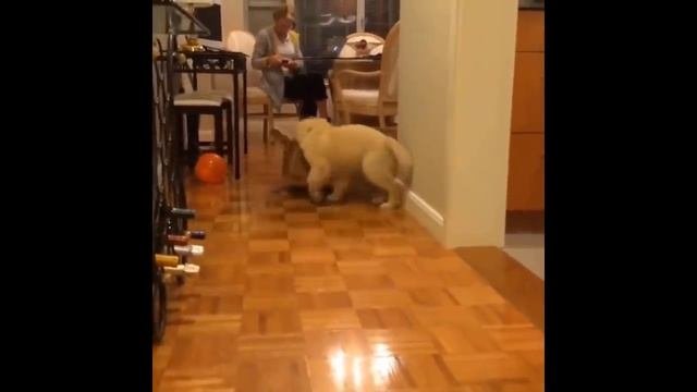 Кошки Смешные Видео Смотреть Бесплатно #23