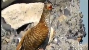 САМКА КУКУШКИ ОБЫКНОВЕННОЙ(2-я разновидность, оригинальная окраска)