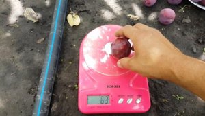 Алыча Десертная Ранняя (30.06.2018)