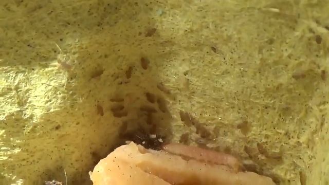 Сеноеды  в живой природе