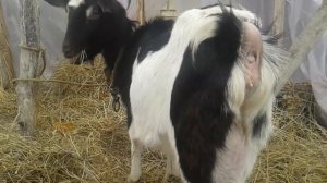 Вим'я первокотки перед окотом  /  Вымя первокотки перед родами