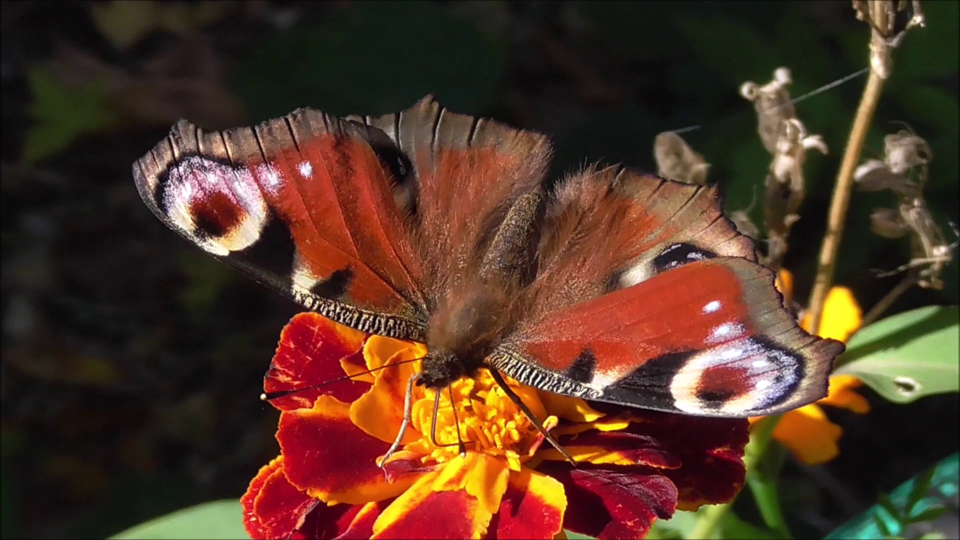 Покажи видео бабочек. Бабочка 1. Видео про бабочек. Спецназ с бабочкой.