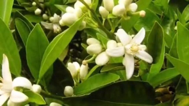 Цветение ЛИМОННОГО ДЕРЕВА в домашних условиях