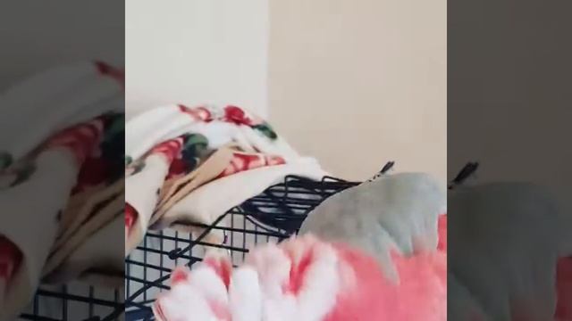 Розовый какаду танцует смотреть онлайн