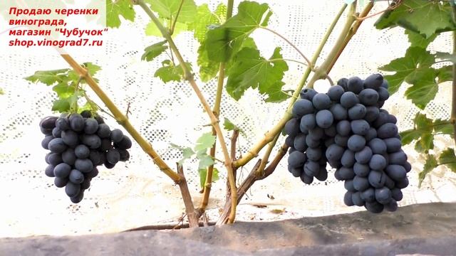 Виноград ШАРАДА UA ультраранняя, крупноплодная, с ягодами вкуса горячего шоколада - это о ней. смотреть онлайн