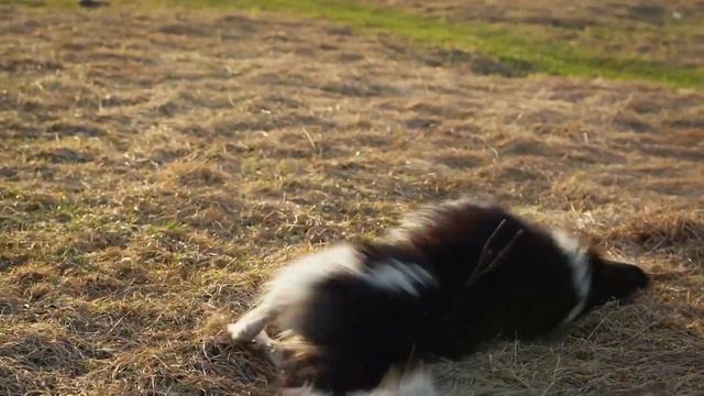 История нашей собаки смотреть онлайн