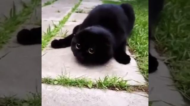 Очаровательные Черные Котики  ( Wonderful Black Cats )