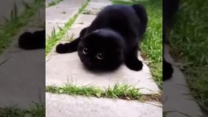 Очаровательные Черные Котики ( Wonderful Black Cats )